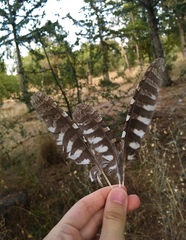 Otus scops