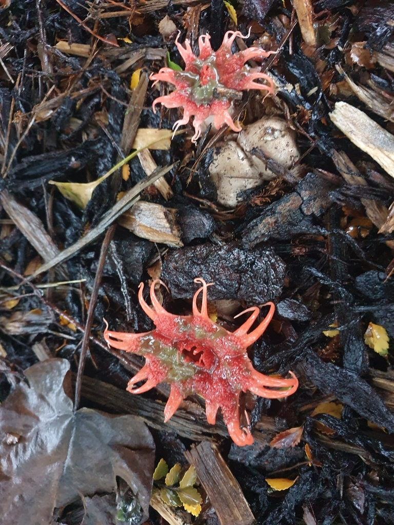 Aseroe rubra · April 2025 · photo: © corli (iNaturalist, cc-by)