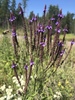 Blue Vervain - Photo (c) christina_thibeault, some rights reserved (CC BY-NC)