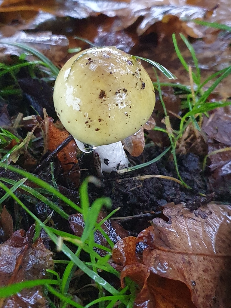 Amanita phalloides · April 2025 · photo: © corli (iNaturalist, cc-by)