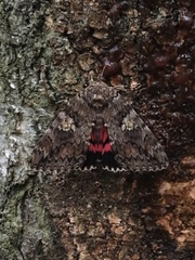 Catocala sponsa