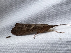 Nemotaulius hostilis