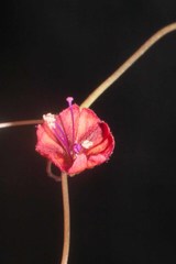 Boerhavia gracillima