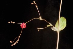 Boerhavia gracillima