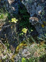 Erysimum crepidifolium