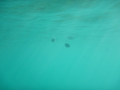 Trachinotus ovatus