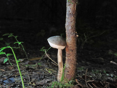 Leccinum leucophaeum