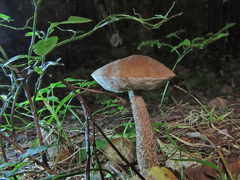 Leccinum leucophaeum