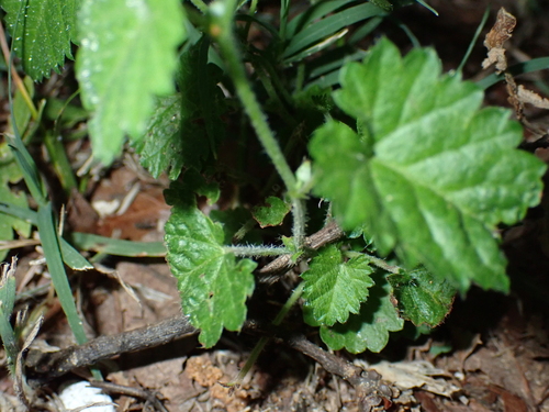 Image of Tragia urticifolia by (c) Bao Pham, some rights reserved (CC BY)