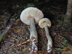 Leccinum leucophaeum