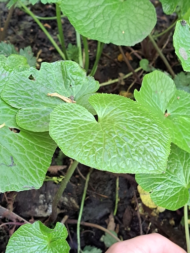 Eutrema japonicum iNat (2)
