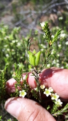 Diosma aspalathoides