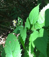 Eurybia chlorolepis
