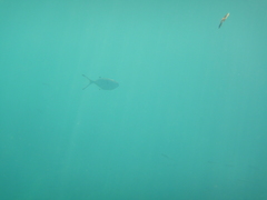 Trachinotus ovatus