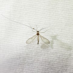 Macrocera