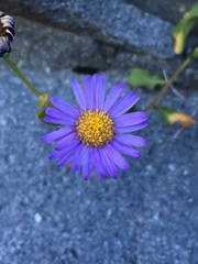 Erigeron leibergii