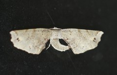 Parepisparis excusata