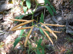 Lathyrus heterophyllus