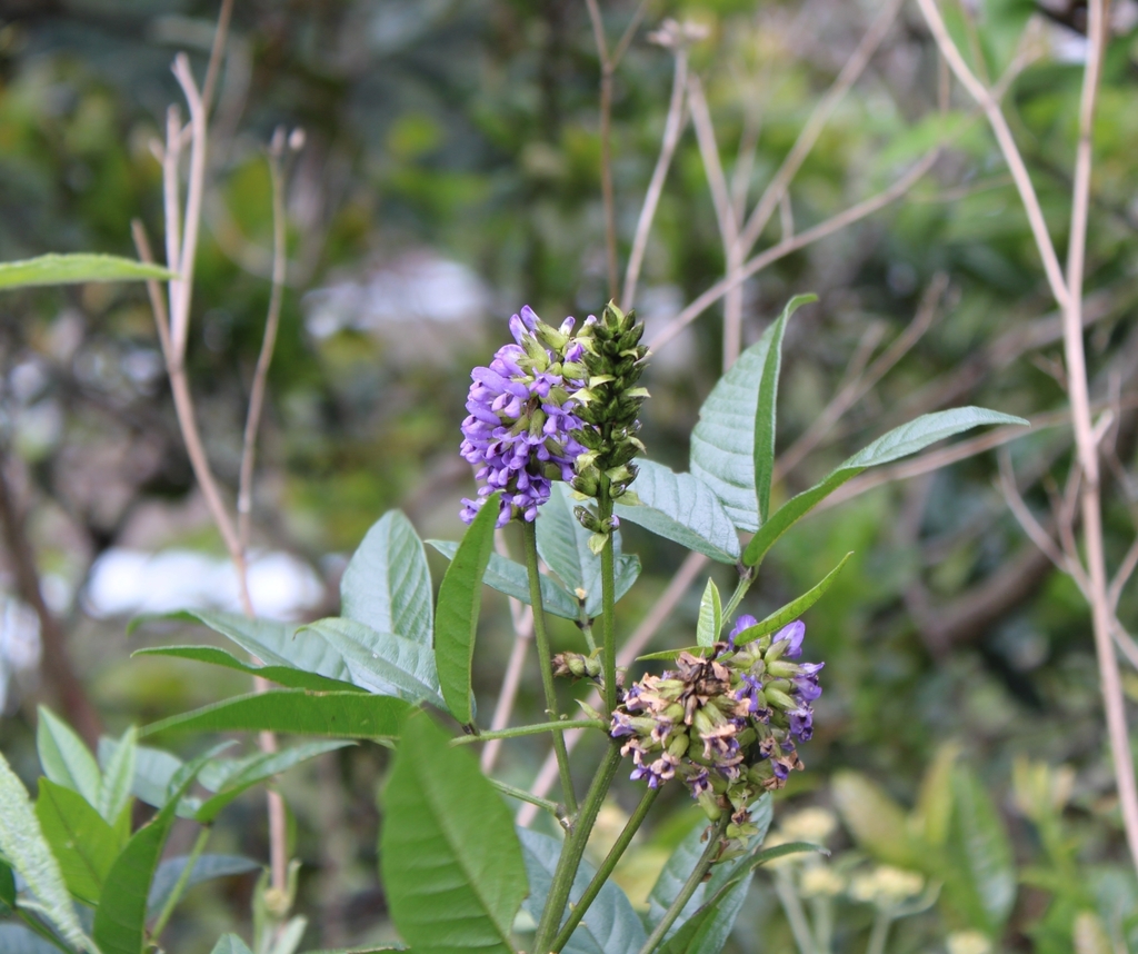 Otholobium diffidens