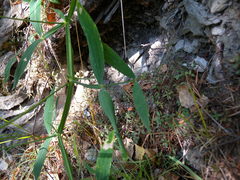 Lathyrus heterophyllus