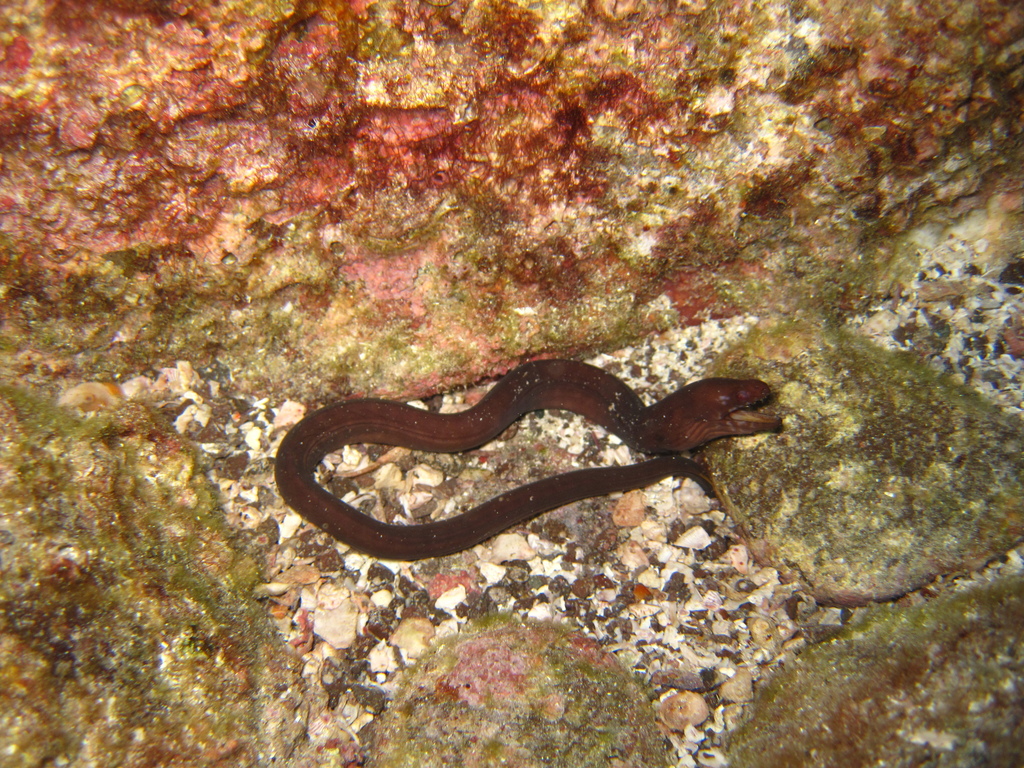 Hardtail Moray