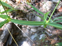 Lathyrus heterophyllus