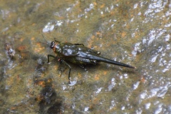 Euscelimena gavialis