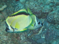 Johnrandallia nigrirostris