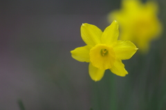 Narcissus assoanus