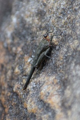 Euscelimena gavialis
