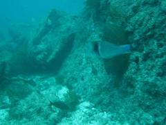 Halichoeres nicholsi
