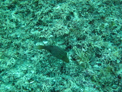 Canthigaster punctatissima