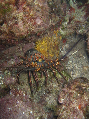 Panulirus inflatus