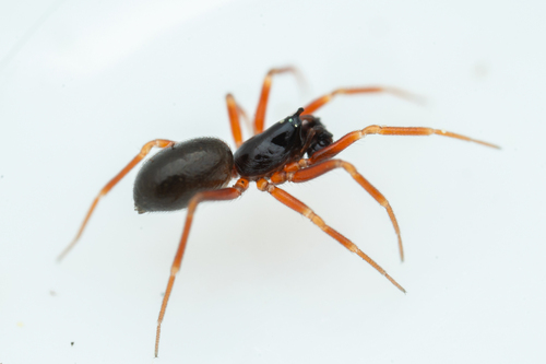 Walckenaeria directa