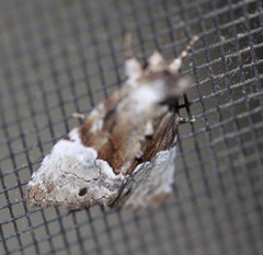 Alophosoma emmelopis