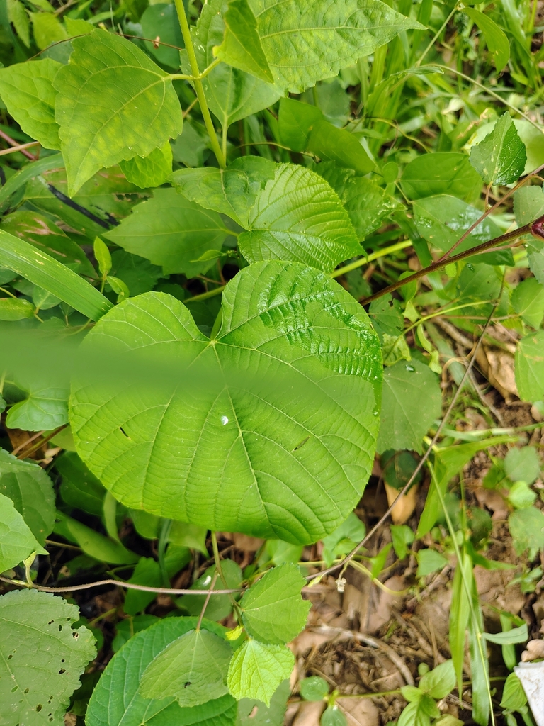 Dây chìa vôi – Cissus repens