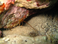 Stenorhynchus debilis