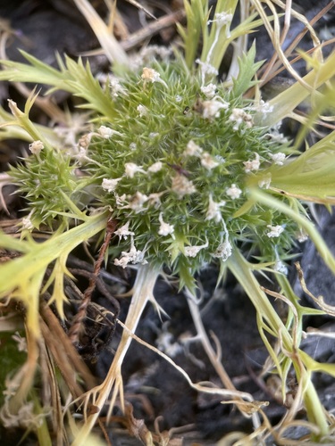 vernal pincushion plant (Navarretia prostrata)