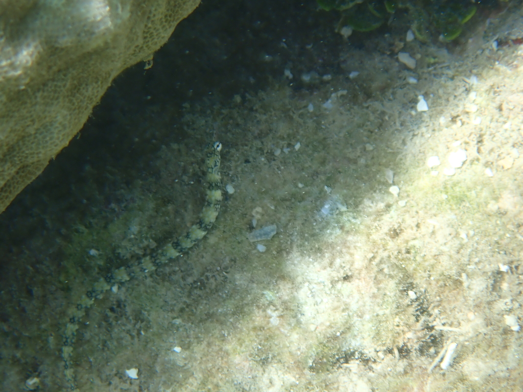 Banded pipefish
