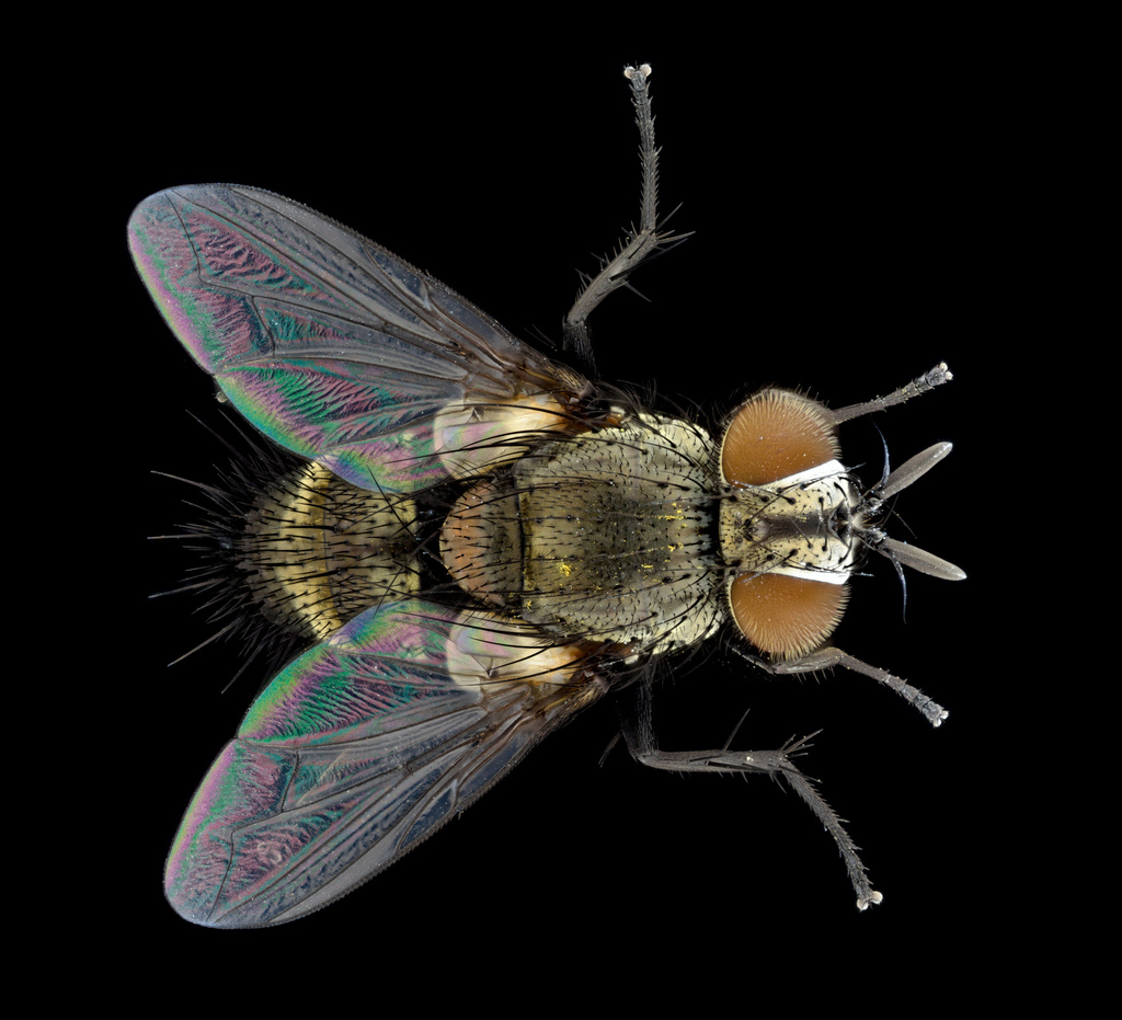 Aplomya theclarum