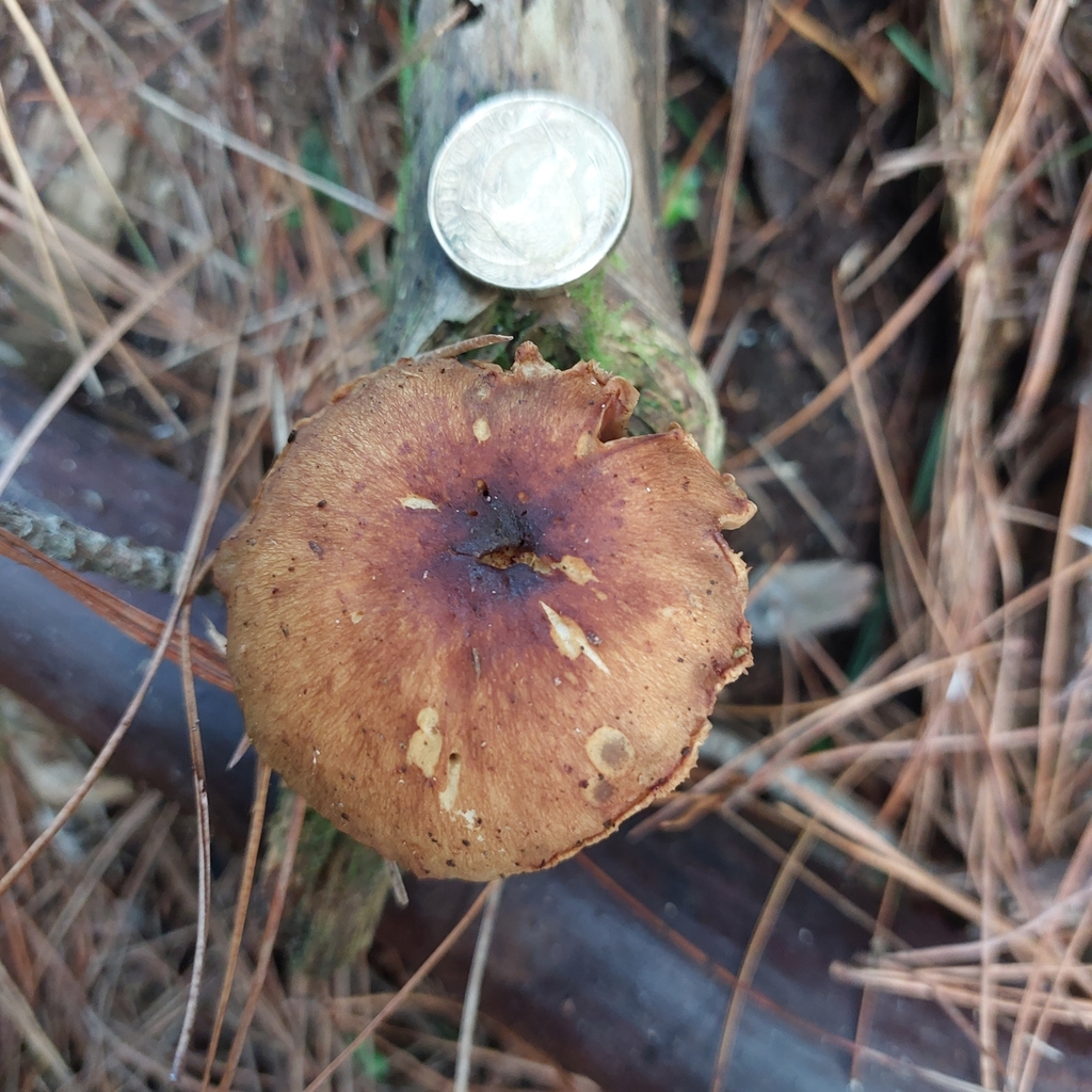 Pholiota multicingulata · April 2025 · photo: © nigel_charman (iNaturalist, cc-by-nc)