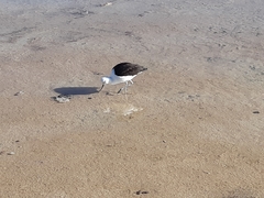 Recurvirostra andina