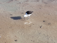 Recurvirostra andina