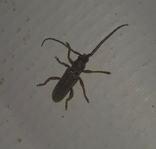 Anelaphus piceus
