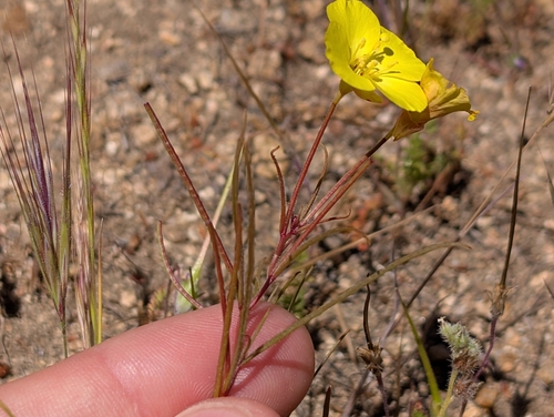 Mojave suncup (Camissonia campestris)
