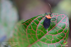 Rhiginia immarginata