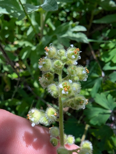 seaside alumroot (Heuchera pilosissima)