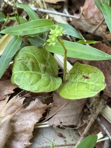 East Asian wintergreen (Pyrola japonica)