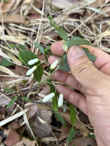 Korean solomon’s seal (Polygonatum lasianthum)
