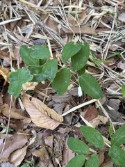 Polygonatum lasianthum, photograph (c) carex1002, some rights reserved (CC BY)